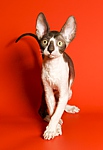 Cornelian Cupidon