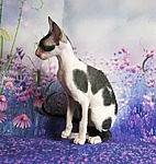 CFA CH White Petal Ashton of Cornelian
