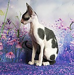 CFA CH White Petal Ashton of Cornelian