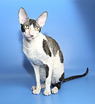 CFA CH White Petal Ashton of Cornelian