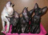 Cornish Rex Litter