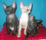 cornish rex kittens