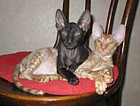 Cornelian Cornish Rex kittens