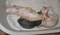 Cornish Rex kittens Cornelian