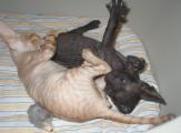 Cornish Rex kittens Cornelian