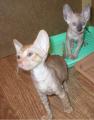 Cornish Rex kittens Cornelian