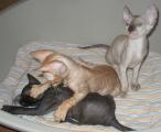 Cornish Rex kittens Cornelian