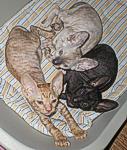 Cornish Rex kittens Cornelian