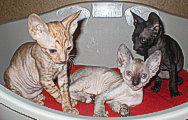 Cornish Rex kittens Cornelian