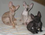 Cornelian - Cornish Rex kittens