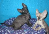 Cornelian - Cornish Rex kittens