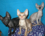 Cornelian - Cornish Rex kittens