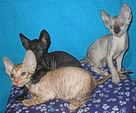 Cornelian - Cornish Rex kittens