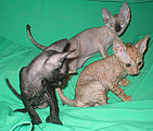 Cornelian - Cornish Rex kittens