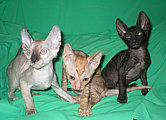 Cornelian - Cornish Rex kittens