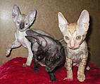 Cornelian - Cornish Rex kittens