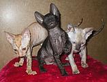 Cornelian - Cornish Rex kittens