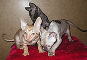 Cornelian - Cornish Rex kittens