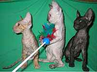 Cornelian - Cornish Rex kittens