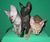 Cornelian - Cornish Rex kittens