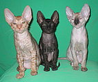 Cornelian - Cornish Rex kittens