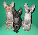 Cornelian - Cornish Rex kittens