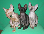 Cornelian - Cornish Rex kittens