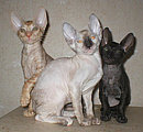 Cornelian - Cornish Rex kittens