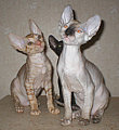 Cornelian - Cornish Rex kittens