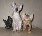 Cornelian - Cornish Rex kittens