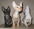 Cornelian - Cornish Rex kittens