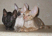 Cornelian - Cornish Rex kittens