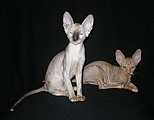 Cornelian - Cornish Rex kittens