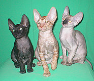 Cornelian - Cornish Rex kittens