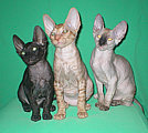 Cornelian - Cornish Rex kittens