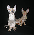 Cornelian - Cornish Rex kittens