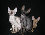 Cornelian - Cornish Rex kittens