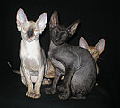 Cornelian - Cornish Rex kittens