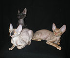 Cornelian - Cornish Rex kittens