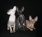 Cornelian - Cornish Rex kittens