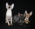 Cornelian - Cornish Rex kittens