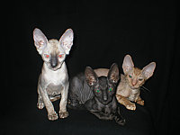 Cornelian - Cornish Rex kittens