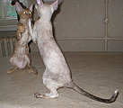 Cornelian Cornish Rex kittens