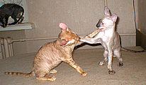 Cornelian Cornish Rex kittens