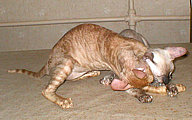 Cornelian Cornish Rex kittens