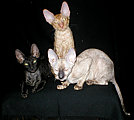 Cornelian Cornish Rex kittens