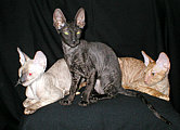 Cornelian Cornish Rex kittens