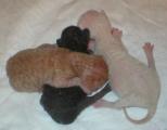 Cornish rex kittens