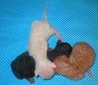 Cornish rex kittens