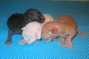 Cornish rex kittens